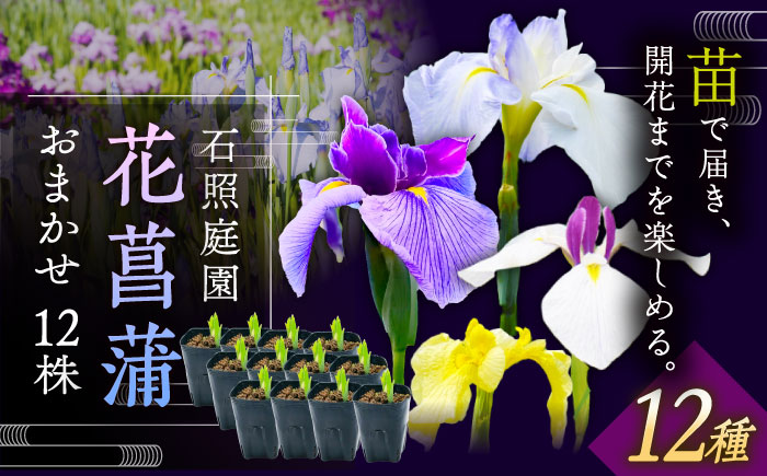 【4月～11月発送】花しょうぶ（ジャパン アイリス）の苗 おまかせ12株 島根県雲南市/石照庭園 [AIAC002]