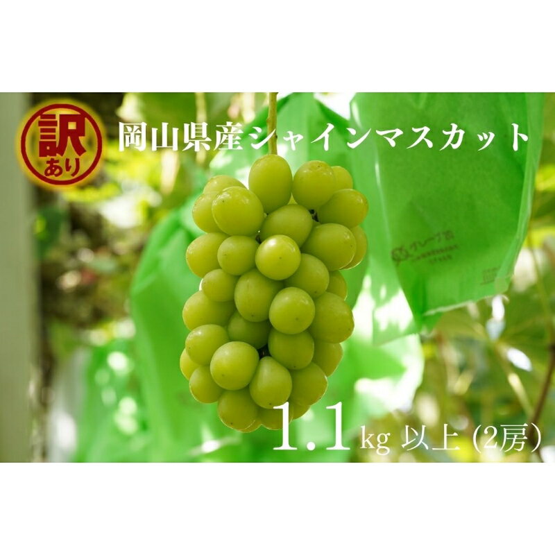 【ふるさと納税】 岡山県産　訳ありシャインマスカット　計1.1kg以上　2房　産直・朝採れ　2025年8月25日頃より順次発送予定【配送不可地域：離島・沖縄県】 岡山 ぶどう ブドウ 葡萄 マスカット 果物 フルーツ 甘い 【1495893】
