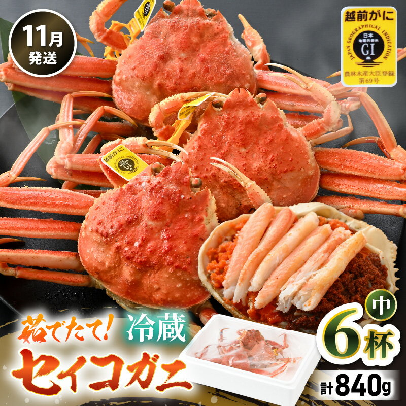 【ふるさと納税】【先行予約】【冷蔵】旬のセイコガニ 中 6杯 計840g以上（茹で前）説明書付き 【2025年11月上旬以降順次発送予定】全て地物！ 天然！ ズワイガニメス せいこがに