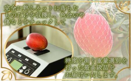 ＜先行予約＞糖度15度以上の宮崎完熟マンゴー(5L×1玉入・贈答用) ＜ギフト用＞1箱_K005-011