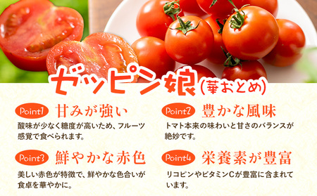 中玉フルーツトマト ゼッピン娘 1.8kg ×1箱 《 10月中旬～5月末頃出荷》茨城県結城市トマト野菜 甘い野菜サラダ