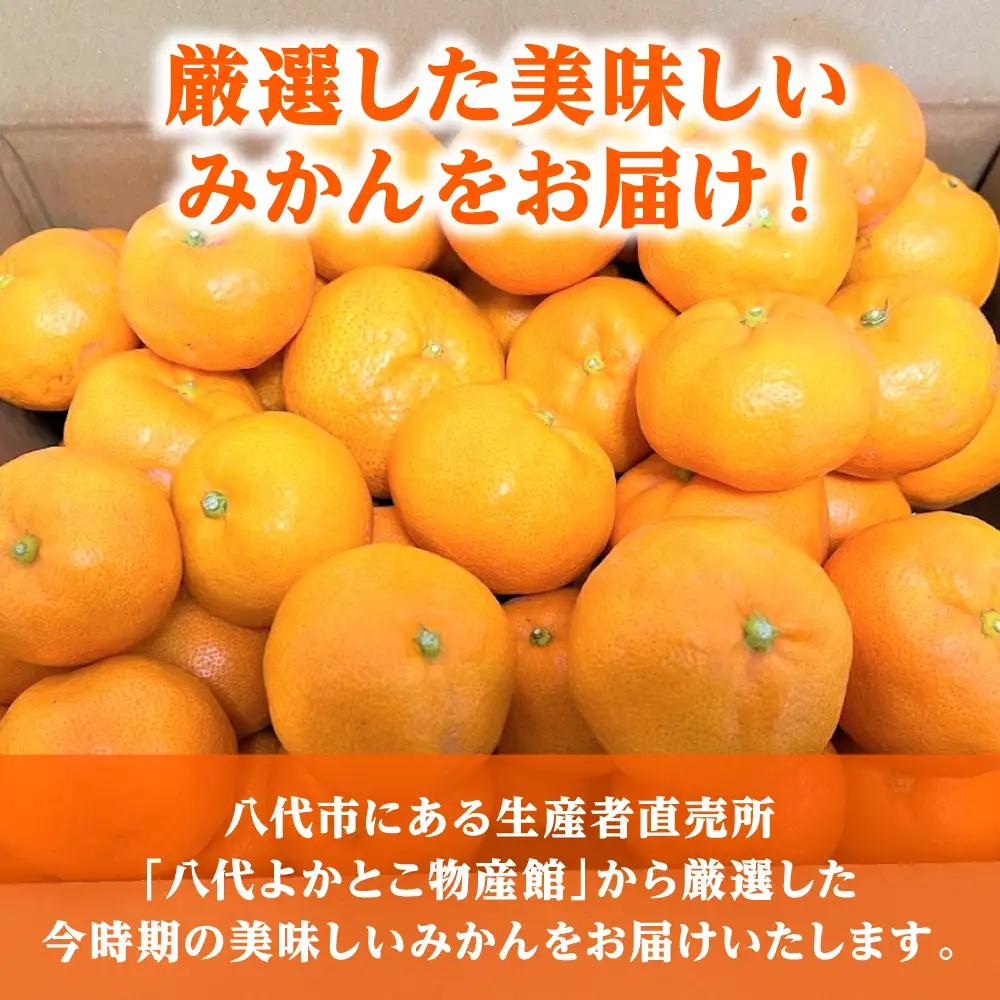 【先行予約】【訳あり】熊本県八代市産 ご家庭用みかん 約5kg ミカン【2026年9月下旬より順次発送】