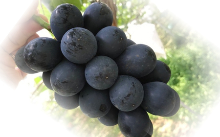 【2026年先行予約】ぶどう ナガノパープル 約1.5kg(3房)｜ ぶどう