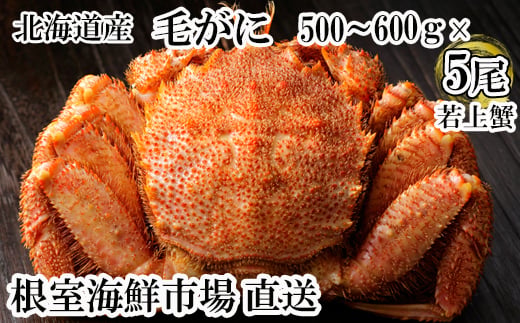 
                  D-28064 根室海鮮市場＜直送＞ボイル毛がに500～600g×5尾(若上蟹)
                