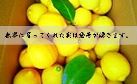 【2025年先行予約】みどり認定 ハウス栽培イエローレモン 2.3kg 国産レモン 香川 柑橘類 レモン