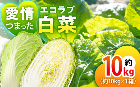 エコラブ白菜 約10kg（1箱）白菜 野菜 [AGBN049]