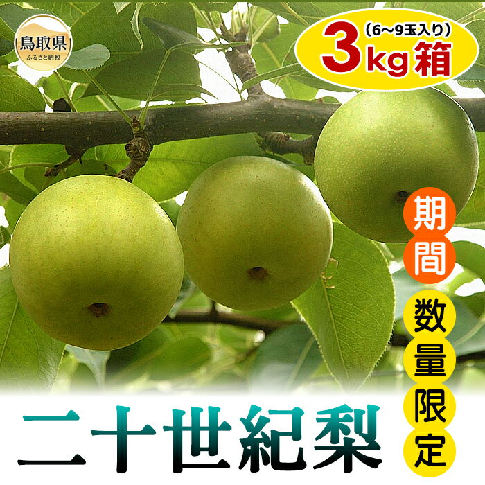 【ふるさと納税】梨(二十世紀梨)【期間・数量限定】_T2600261