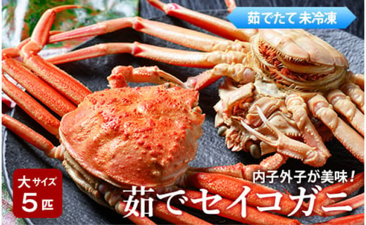 
【蟹の匠 魚政】内子外子が美味! 茹でたて セイコガニ（セコ蟹）（香箱ガニ）（こっぺ）大サイズ 5匹セット　ボイル セイコ蟹 セコガニ セコ蟹 香箱ガニ コッペガニ 蟹 海産物 海の幸 期間限定 先行予約　UO00744
