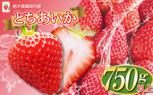 【先行予約】鮮度抜群！朝採れ旬のとちあいか  750g以上 真岡市 栃木県 送料無料 いちご イチゴ 苺 ストロベリー