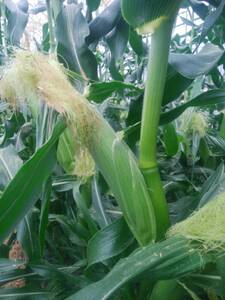 とうもろこし 伊那市産 スイートコーン 約5kg 2Lサイズ 12本入り 恵味 めぐみ 【013-52】