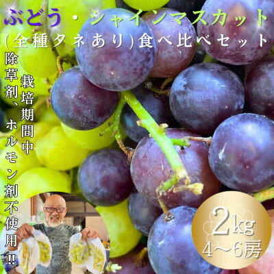 【ふるさと納税】ぶどう・シャインマスカット(全種タネあり)食べ比べセット　2kg【1637865】