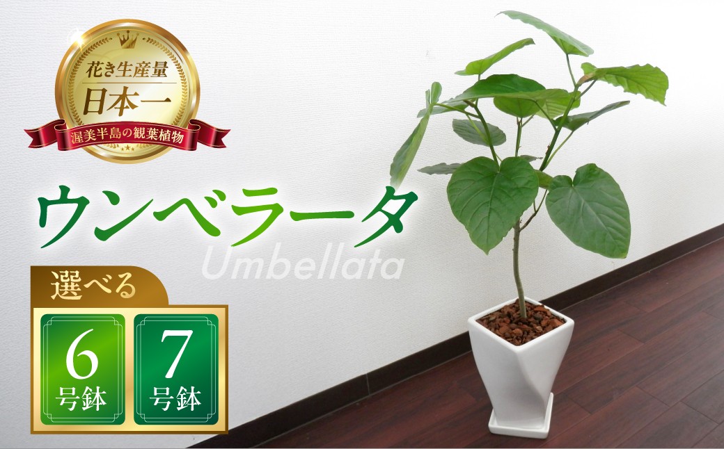 
                  ウンベラータ 観葉植物 植物 5号鉢 6号鉢 人気 おしゃれ かわいい お手入れ 室内 大鉢 中型 インテリア リビング 玄関 寝室 キッチン オフィス プレゼント ギフト 新居 入居 インテリアグリーン グリーン 緑 植物
                