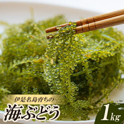 【ふるさと納税】伊是名島育ちの海のグリーンキャビア 海ぶどう 1kg【1660059】