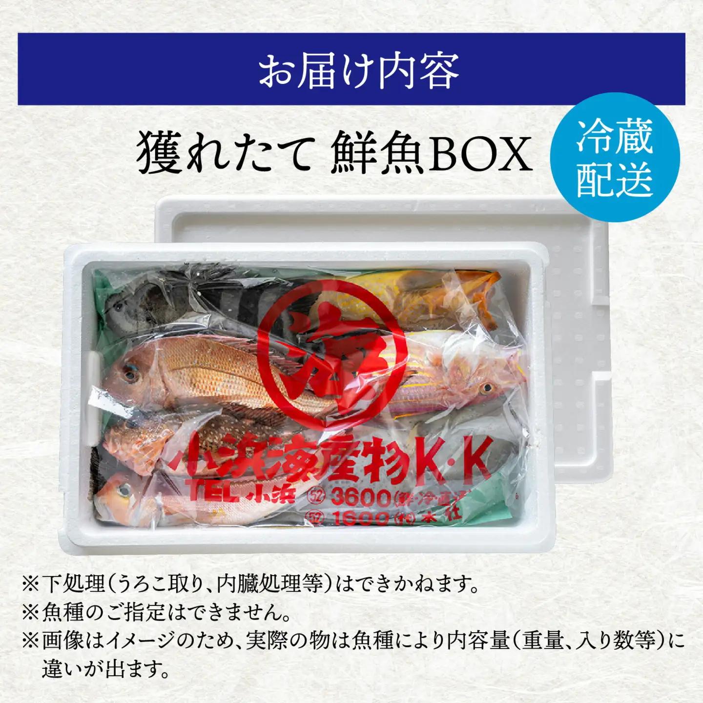 御食の国 若狭小浜より！獲れたて鮮魚BOX｜4から5kg 4から7種【配送不可地域：北海道、北東北（秋田、青森、岩手）、九州、沖縄、離島】 [BFAA060] 