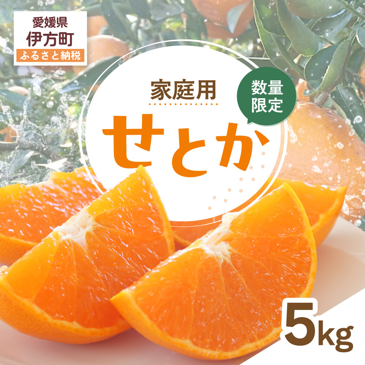【ふるさと納税】【先行受付】【数量限定】【家庭用】せとか（生果）5kg（2027年2月頃より順次発送） 【ふるさと納税 人気 おすすめ ランキング 柑橘 みかん ミカン せとか 蜜柑 果物 生果 フルーツ 家庭用 Y.ONE農園 愛媛県産 愛媛県 伊方町 送料無料】 IKTQ010