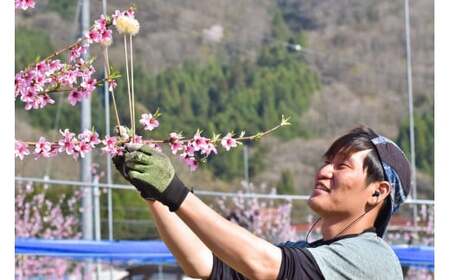 【きよとうファーム】幻の桃、蟠桃のリキュール「ほろ酔い紀元」(岡山県産) / お酒 ほろ酔い アルコール フルーツ 桃 リキュール 蟠桃【KF-S001-02】