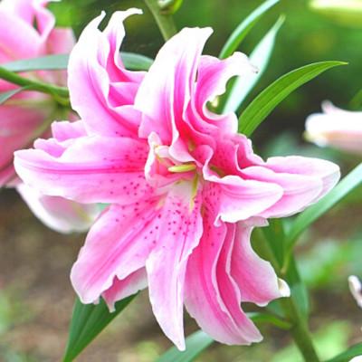 ふるさと納税 藤枝市 【母の日に!】ユリ鉢植え　ピンク八重