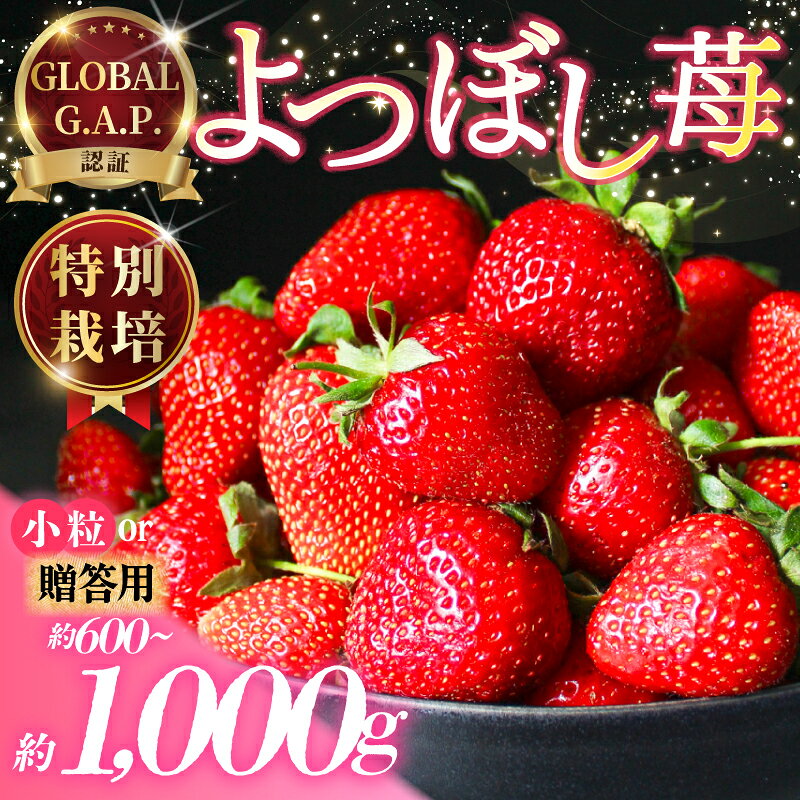 【ふるさと納税】 いちご 特別栽培 よつぼし 約600~1000g 先行受付 2026年1月~4月発送 GLOBALG.A.P. 認証 ブランドいちご 苺 イチゴ ストロベリー strawberry 贈答 家庭用 フルーツ 果物 数量限定 期間限定 産地直送 ichigo リッチフィールド株式会社 湘南 藤沢 神奈川