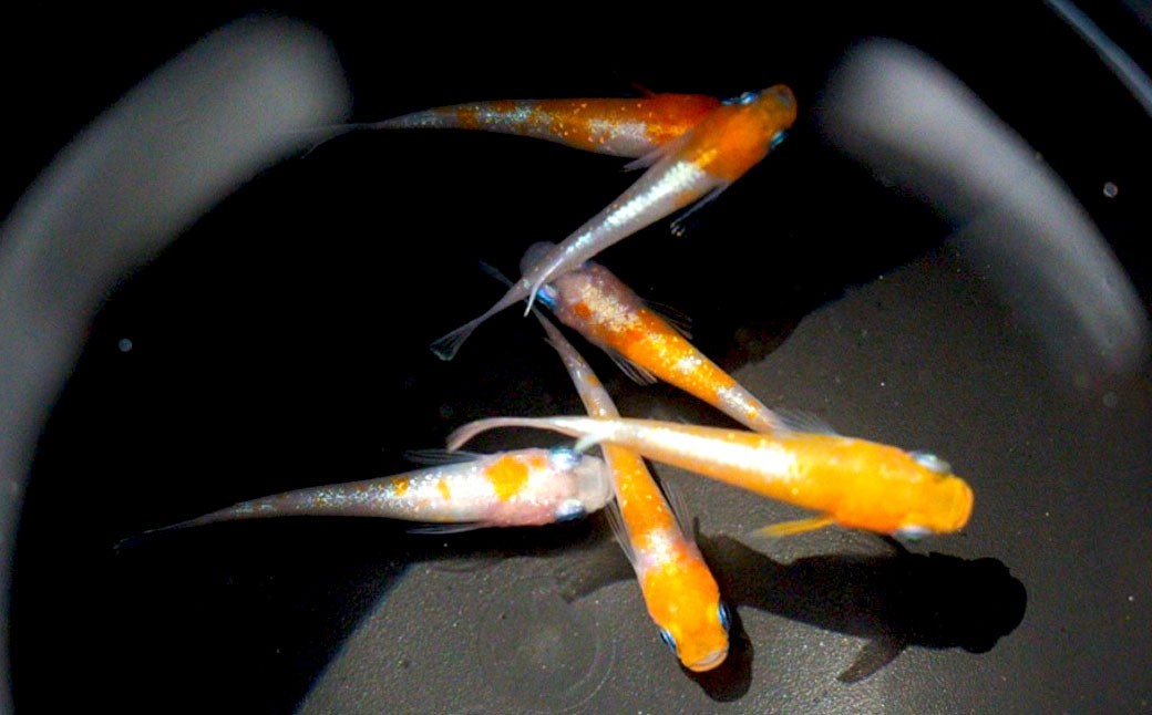 紅白ミックスメダカ 6匹