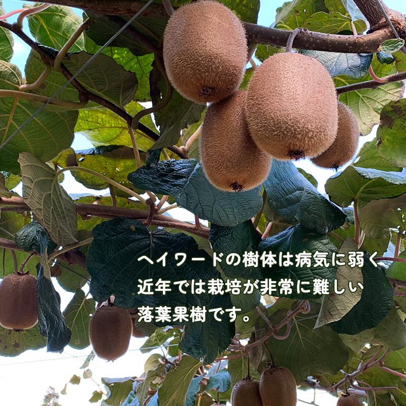 【先行予約】【2025年11月上旬から発送】キウイフルーツ ヘイワード約2.5kg 大中小サイズ混合 家庭用 | 松山市産 果物 くだもの キウイ フルーツ おすすめ 人気 お取り寄せ 期間限定 数量