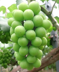 【2026年先行受付】三木みづほ産シャインマスカット2kg【北海道・沖縄・離島　配送不可】