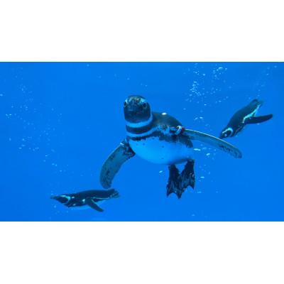 ふるさと納税 上越市 新デザイン登場!!上越市立水族博物館ペンギンの羽キーホルダー |  | 02