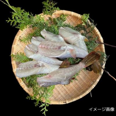 ふるさと納税 岬町 【天然フグ】紀淡海峡の恵み・泉州みさき旬の魚/ショウサイフグ(ナゴヤフグ) |  | 02