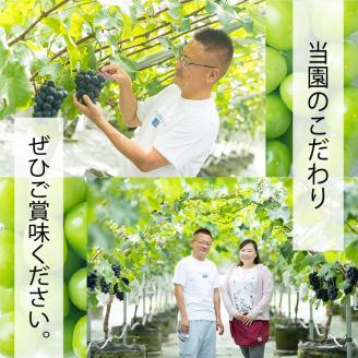 【2025収穫分先行予約】 ナガノパープル 2kg バラ粒 500g 4パック 小分け 早朝 収穫 新鮮 松山