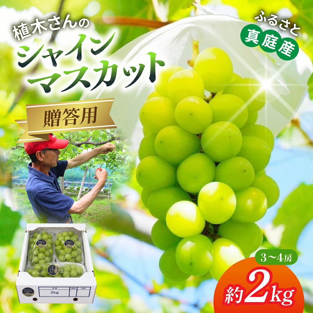 【ふるさと納税】 〈贈答用〉岡山産 シャインマスカット 約2kg｜ シャインマスカット 果物 フルーツ マスカット ますかっと くだもの 先行予約 ブドウ 葡萄 フルーツ 新着 人気 岡山県産シャインマスカット マスカット 産地直送 数量限定 食品 シャイン ぶどう