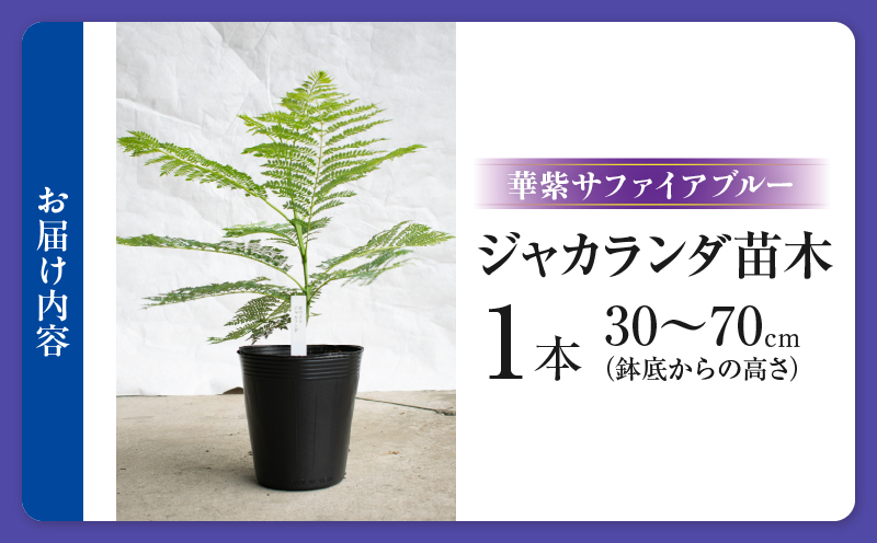 ≪世界三大花木≫ ジャカランダ 苗木 華紫サファイアブルー 30cm～70cm 期間限定 数量限定 紫雲木 花 植物 鉢植え 観賞用 園芸 国産 紫色 珍しい 希少 神秘的 贈り物 ギフト プレゼント お祝い 誕生日 記念日 人気 おすすめ 癒し 宮崎県 日南市 送料無料_CA72-25