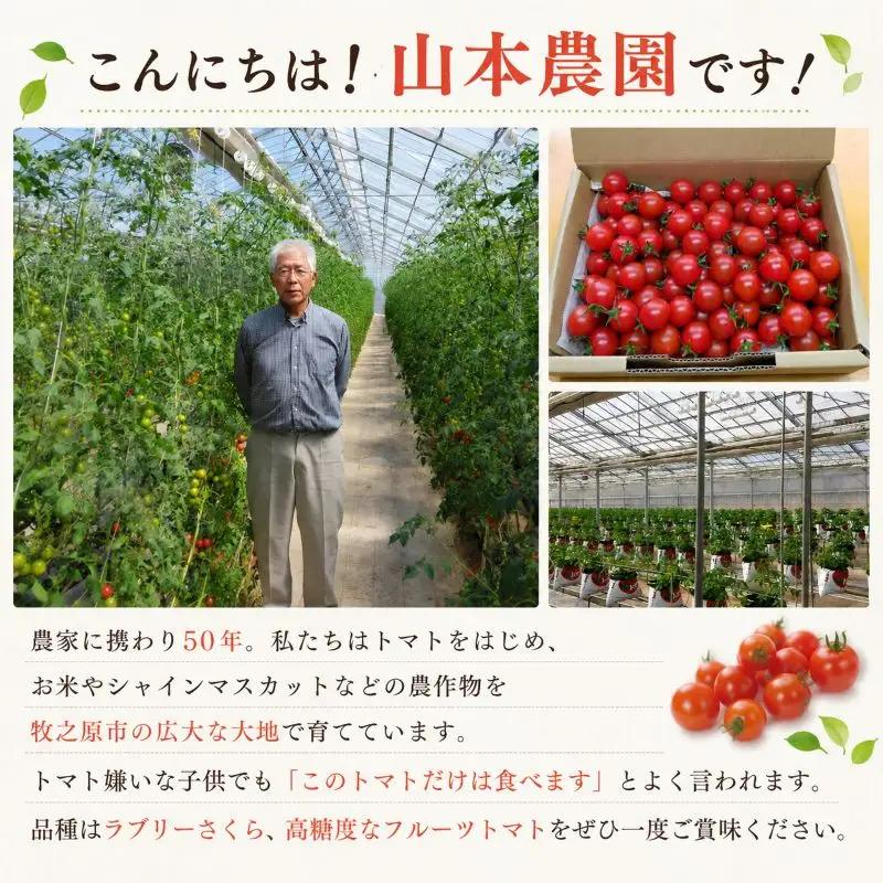 ミニトマト 5kg (1kg×5回) 訳あり 定期便 【ミニトマト】 山本農園