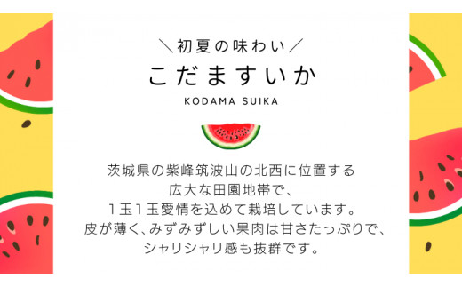 こだますいか 4～5玉 小玉すいか 小玉 スイカ 西瓜 果物 フルーツ 茨城 農家直送 産地直送 [BQ015sa]