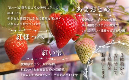 【先行予約】ゆきもと農園 特選いちご 15粒入＜3種のうちから1種＞ 12月中旬～3月頃発送