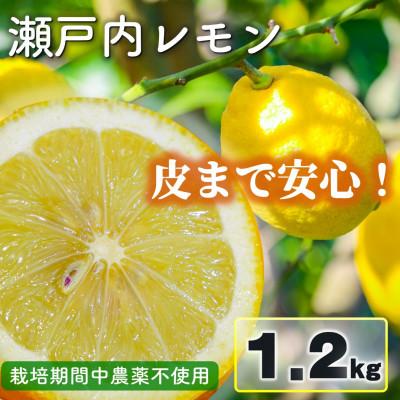 ふるさと納税 松山市 瀬戸内(国産)レモン 1.2kg(8-12個程度) 農園直送 栽培期間中農薬不使用 愛媛県産