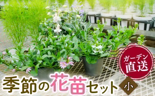 季節 の 花苗 セット ガーデニング 小 寄せ植え 季節 お花 贈り物 フラワー ギフト 庭園 プランター シーズン おすすめ オススメ 駿河 ガーデン プレゼント ギフト 静岡 沼津 母の日 父の日