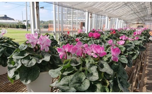 【思いやり型返礼品】《先行予約　数量限定　季節限定》高校生と福祉支援施設が協力して全国へお届けする　たくさんの愛が詰まった大鉢シクラメン (発送予定：2025年11月下旬～2025年12月上旬) フラ