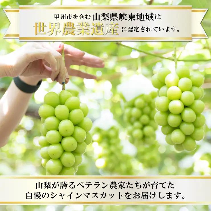 【訳あり】魅惑のボリューム感『シャインのふるさと甲州』シャインマスカット2～4房（約1.2kg）【2026年発送】（SFK）B11-855 シャインマスカット フルーツ
