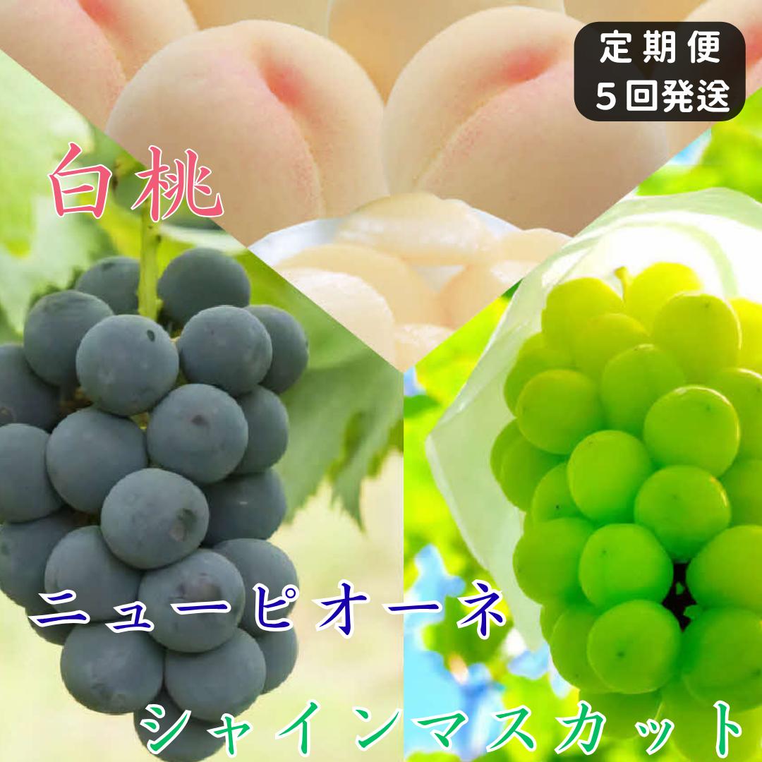 
                  土-21　白桃 ニューピオーネ シャインマスカット 晴王 定期便 5回発送 白桃3回 ぶどう2回 岡山県産　御中元 ギフト 御礼 プレゼント 御礼 御祝 御供 果物 くだもの フルーツ
                