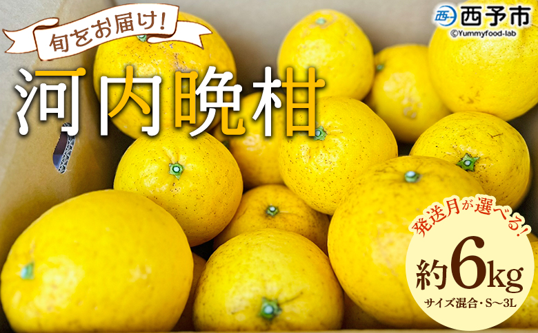 ＜【4月発送】旬をお届け！河内晩柑 約6kg＞ みかん ミカン 蜜柑 果物 柑橘類 果実 オレンジ フルーツ かわちばんかん カワチバンカン 特産品 明浜産 二ノ宮商事 愛媛県 西予市