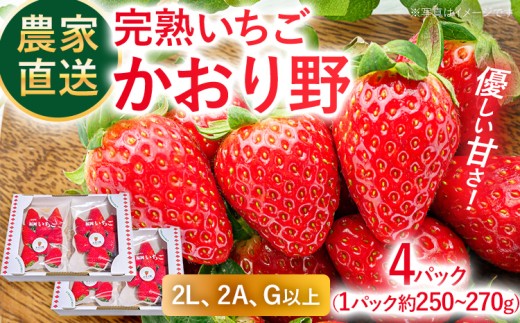 農家直送完熟いちご かおり野 期間限定 いちご 苺 4パック 福岡県 完熟 フルーツ 果物 予約 農家直送 産地直送 ギフト 贈り物 プレゼント お取り寄せ 旬 2L 2A G【2027年2月上旬～4月末頃に順次発送】
