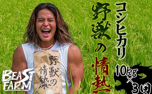 【令和8年産 新米早期予約】 コシヒカリ 3kg 5kg 10kg から 選べる内容量 定期便 野獣の情熱 8月下旬より発送 国産 高知県産 白米 精米 ごはん お米 産地直送 井上農園 ビースト農園 新米コシヒカリ おすすめ 人気 ランキング 贈り物 高知県 須崎市