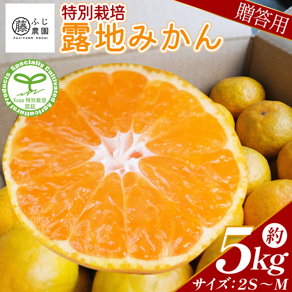 ふじ農園の露地みかん 贈答用 5kg (2S～M)  - 国産 蜜柑 ミカン 柑橘 果物 フルーツ 贈答 プレゼント ギフト 贈り物 ふじ農園 高知県 香南市 常温  fn-0002