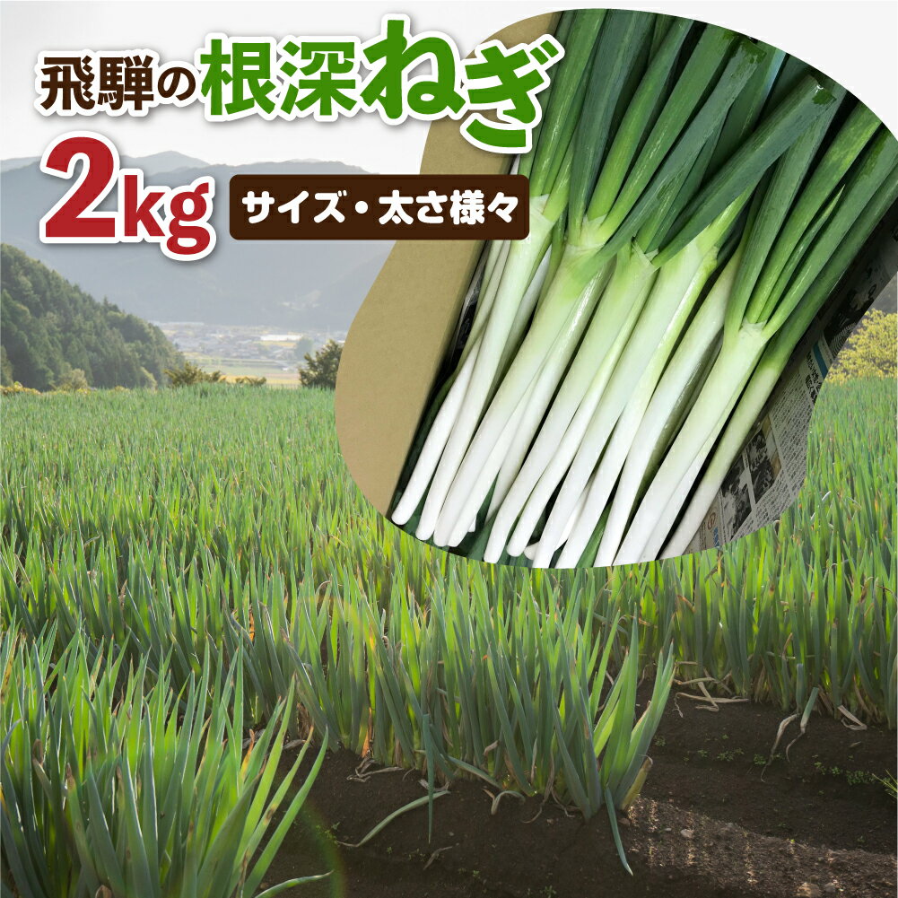 【ふるさと納税】《令和7年産先行予約》《訳あり》飛騨の根深ねぎ 2kg 薬味からお鍋までおすすめ！サイズ・太さ様々 訳アリ わけあり ワケアリ 不揃い 野菜 産地直送 白ねぎ 白ネギ [A0054re]《hida0307》