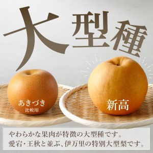 【令和6年産先行予約】伊万里梨「新高」 10kg (約5kg×2箱)  B166