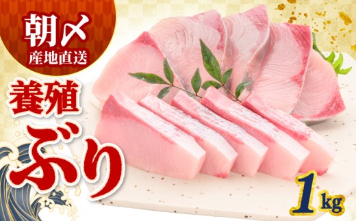 ぶり 1kg 冷蔵 サンライズファーム