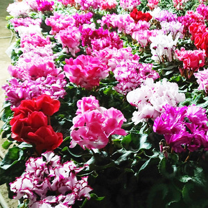 厳選シクラメン5号鉢×3鉢セット ハウスの中から厳選した3色【花・シクラメン・鉢】※2025年11月下旬～12月下旬頃に順次発送予定 ※北海道への配送不可 ※着日指定不可