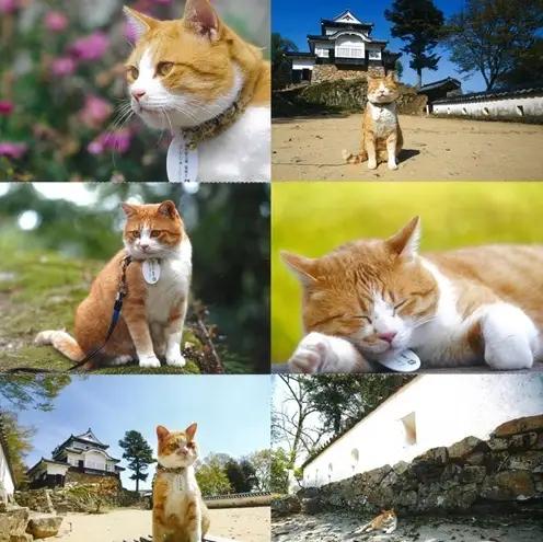 さんじゅーろーグッズセット 雑貨 文房具 小物 詰め合わせ ネコ 実写 猫城主 ポストカード メモ帳 A6 サイズ ピンバッヂ ラバー キーホルダー 