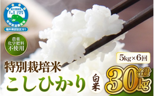 新米【先行予約】 定期便 ≪6ヶ月連続お届け≫【令和8年産】特別栽培米コシヒカリ5kg × 6回（合計30kg）【白米】 無農薬米 福井県認証区分1取得 越前町【2026年10月中旬以降順次発送】【5キロ お米 コメ 農薬化学肥料不使用 送料無料】 [e81-j001_01]
