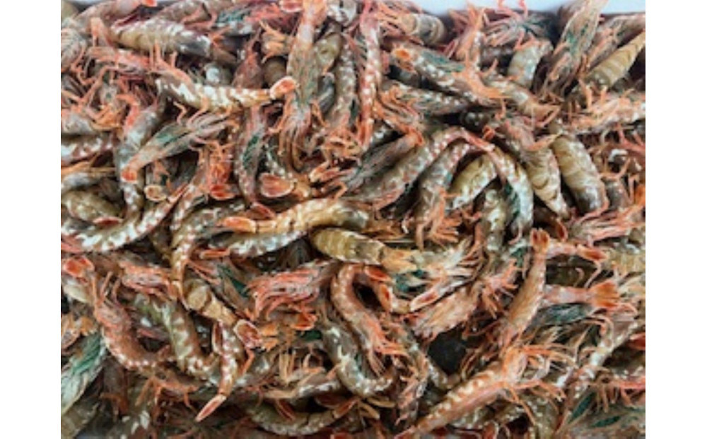 ＜平日着＞＜2026年3月中旬～4月中旬発送予定＞お刺身用モサエビ(約500g)