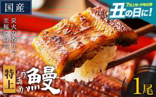 うなぎ 特上サイズ 1尾 国産 ランキング 獲得 鰻 真空パック おすすめ うなぎの蒲焼 《丑の日に！7月上旬〜7月中旬出荷》 有頭 ふるさとのうぜい 鶏炭火焼 特上 簡易包装 ウナギ unagi 蒲焼 秋 冬 旬 配送時期 冷凍